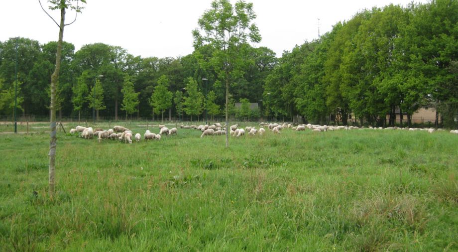 Begrazing