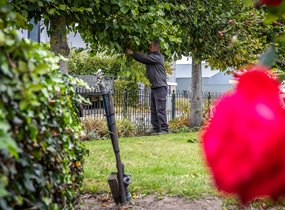 Tuin snoeien en verjongingssnoei